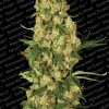 Paradise Seeds Vertigo Automatic female  