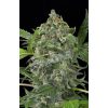 Dinafem Sweet Deep Grapefruit female Seeds Dinafem Sweet Deep Grapefruit female Seeds