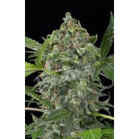 Dinafem White Cheese Automatic female Seeds  