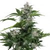 Buddha Seeds Syrup Auto female Seeds  