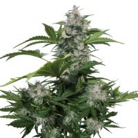Buddha Seeds White Dwarf Auto female Seeds  