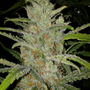 Female seeds company White Grapefruit female Seeds Female seeds company White Grapefruit female Seeds