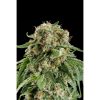 Dinafem White Widow Automatic female Seeds Dinafem White Widow Automatic female Seeds