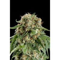 Dinafem White Siberian female Seeds  