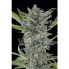 Dinafem White Siberian female Seeds Dinafem White Siberian female Seeds