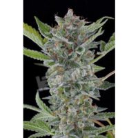 Dinafem White Widow Automatic female Seeds  