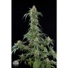 Dinafem White Widow Automatic female Seeds Dinafem White Widow Automatic female Seeds