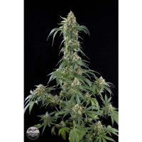 Dinafem White Widow female Seeds  