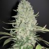 Female seeds company Critical Sour female seeds Female seeds company Critical Sour female seeds