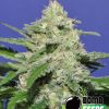 Bomb Seeds Cherry Bomb  