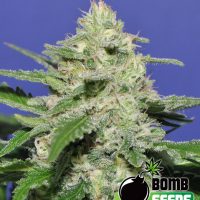 Bomb Seeds Widow Bomb  