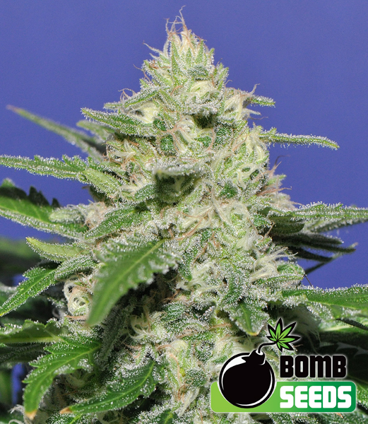 Bomb Seeds Widow Bomb Bomb Seeds Widow Bomb
