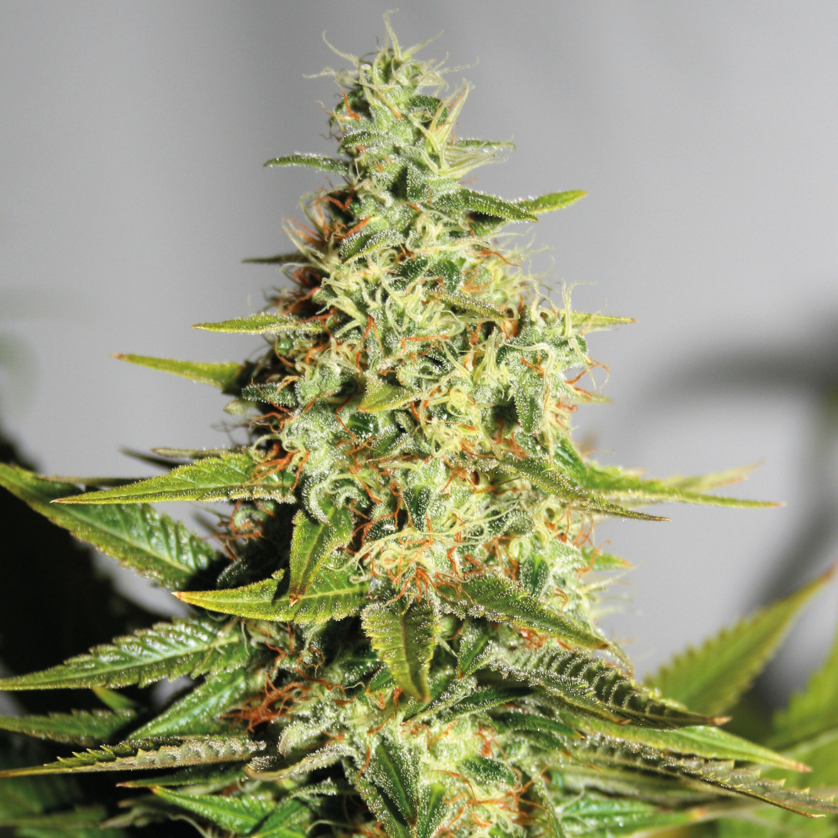 Barney's Farm Acapulco Gold female Seeds Barney's Farm Acapulco Gold female Seeds