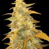 World of Seeds Afghan Kush Ryder Autoflowering female Seeds World of Seeds Afghan Kush Ryder Autoflowering female Seeds