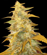 World of Seeds Afghan Kush female Seeds World of Seeds Afghan Kush female Seeds