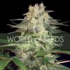World of Seeds Afghan Kush SPECIAL female World of Seeds Afghan Kush SPECIAL female