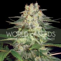 World of Seeds Afghan Kush Ryder Autoflowering female Seeds  