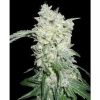 World of Seeds Amnesia Autoflowering female Seeds World of Seeds Amnesia Autoflowering female Seeds