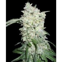 World of Seeds Afghan Kush SPECIAL female  