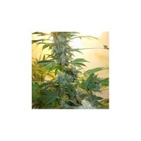 Nirvana Seeds AK48 female Seeds  