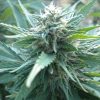 Joint Doctor Purple Ryder Autoflowering female Seeds Joint Doctor Purple Ryder Autoflowering female Seeds