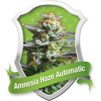 Royal Queen Seeds Amnesia Haze Automatic female Seeds  