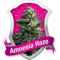 Royal Queen Seeds Amnesia Haze female Seeds  