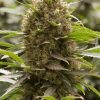 Dinafem Amnesia XXL Autoflowering female Seeds Dinafem Amnesia XXL Autoflowering female Seeds
