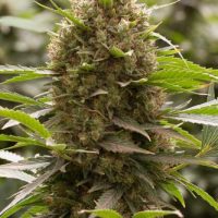 Dinafem Amnesia Kush female Seeds  
