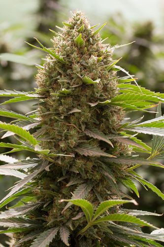 Dinafem Amnesia Kush female Seeds Dinafem Amnesia Kush female Seeds