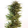 Barney's Farm Acapulco Gold female Seeds Barney's Farm Acapulco Gold female Seeds