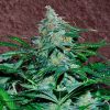World of Seeds Afghan Kush SPECIAL female World of Seeds Afghan Kush SPECIAL female