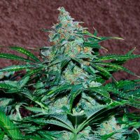 World of Seeds Amnesia Autoflowering female Seeds  