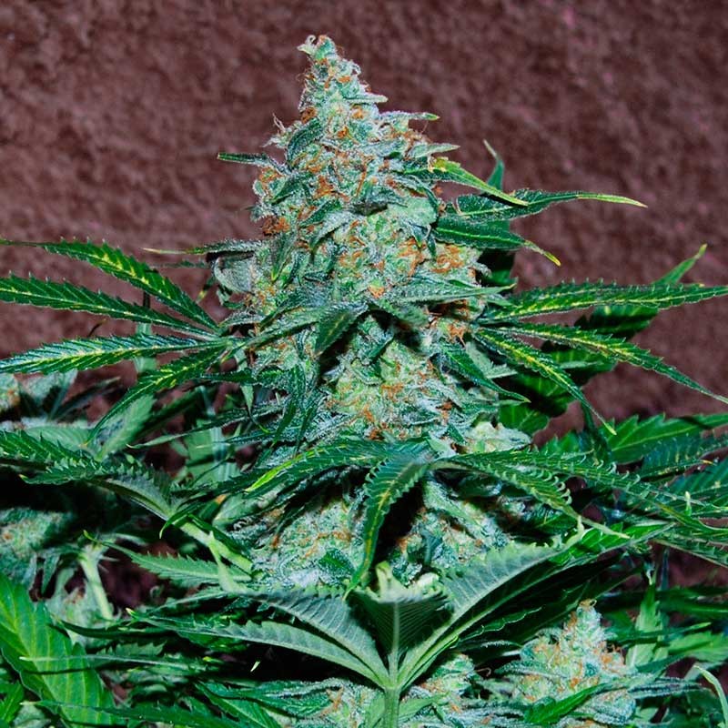 World of Seeds Amnesia Autoflowering female Seeds World of Seeds Amnesia Autoflowering female Seeds