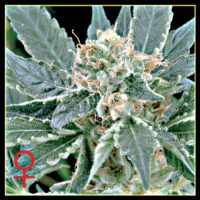 Greenhouse Seed Co. A.M.S. female Seeds  