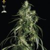 Greenhouse Seed Co. A.M.S. female Seeds Greenhouse Seed Co. A.M.S. female Seeds