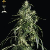 Greenhouse Seed Co. Arjan's Haze #1 female Seeds  