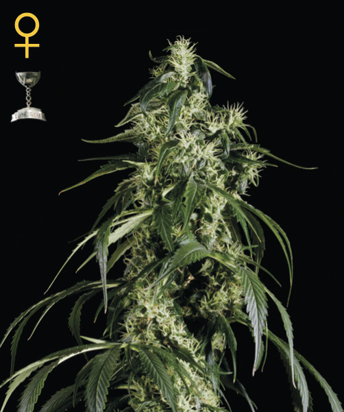 Greenhouse Seed Co. Arjan's Haze #1 female Seeds Greenhouse Seed Co. Arjan's Haze #1 female Seeds