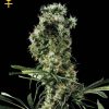Greenhouse Seed Co. Arjan's Haze #1 female Seeds Greenhouse Seed Co. Arjan's Haze #1 female Seeds