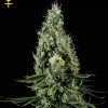 Greenhouse Seed Co. Arjan's Strawberry Haze female Seeds Greenhouse Seed Co. Arjan's Strawberry Haze female Seeds