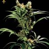 Greenhouse Seed Co. Arjan's Ultra Haze #1 female Seeds Greenhouse Seed Co. Arjan's Ultra Haze #1 female Seeds