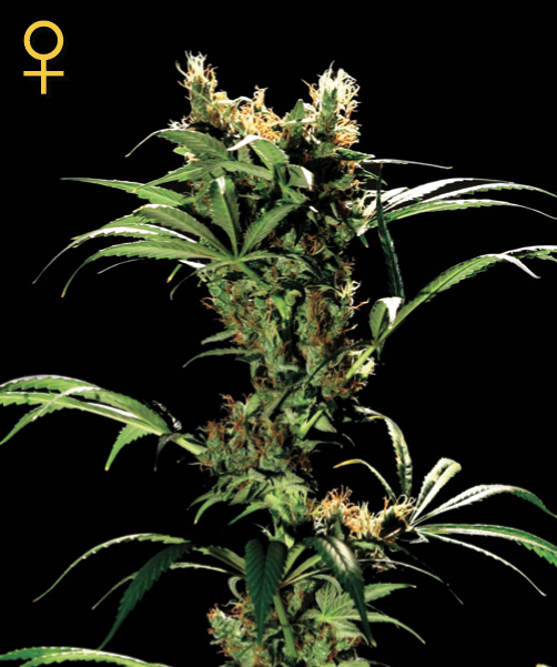Greenhouse Seed Co. Arjan's Strawberry Haze female Seeds Greenhouse Seed Co. Arjan's Strawberry Haze female Seeds