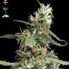 Greenhouse Seed Co. Arjan's Ultra Haze #2 female Seeds Greenhouse Seed Co. Arjan's Ultra Haze #2 female Seeds