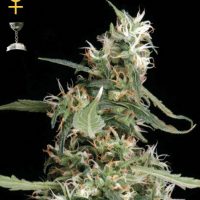 Greenhouse Seed Co. Arjan's Ultra Haze #1 female Seeds  