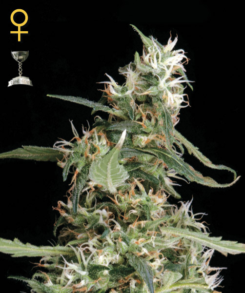 Greenhouse Seed Co. Arjan's Ultra Haze #1 female Seeds Greenhouse Seed Co. Arjan's Ultra Haze #1 female Seeds