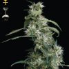 Greenhouse Seed Co. Arjan's Ultra Haze #1 female Seeds Greenhouse Seed Co. Arjan's Ultra Haze #1 female Seeds