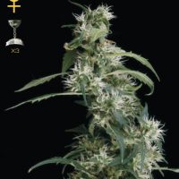Greenhouse Seed Co. Arjan's Ultra Haze #2 female Seeds  
