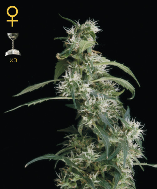 Greenhouse Seed Co. Arjan's Ultra Haze #2 female Seeds Greenhouse Seed Co. Arjan's Ultra Haze #2 female Seeds