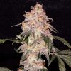 Nirvana Seeds AK48 female Seeds  