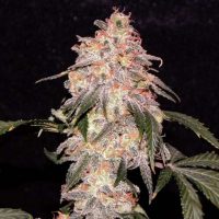 Nirvana Seeds Aurora Indica female Seeds  